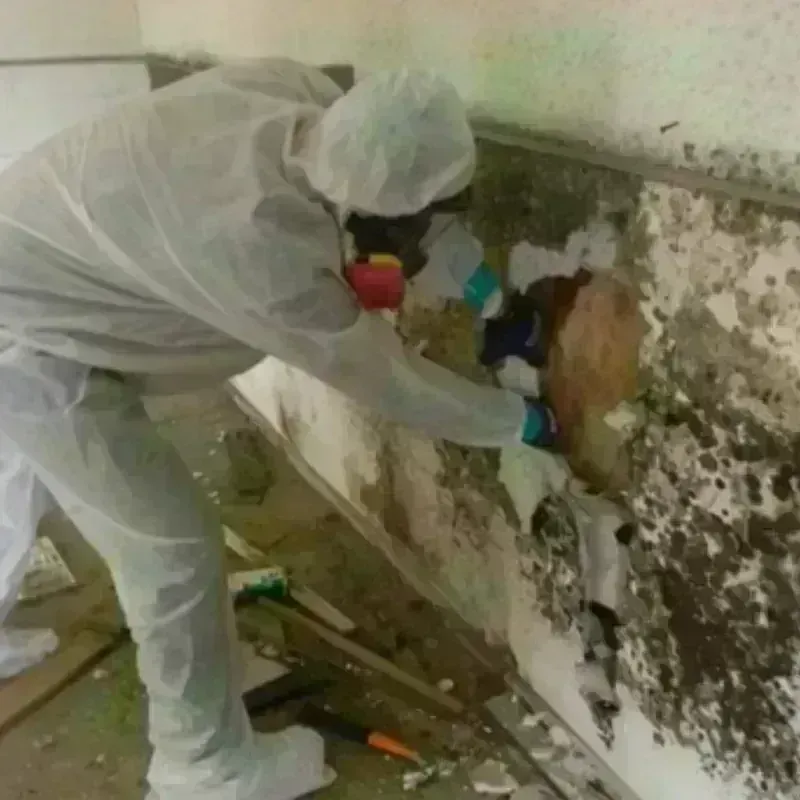 Mold Remediation and Removal in Three Points, AZ